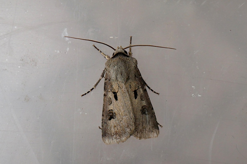 Agrotis exclamationis ?  S !